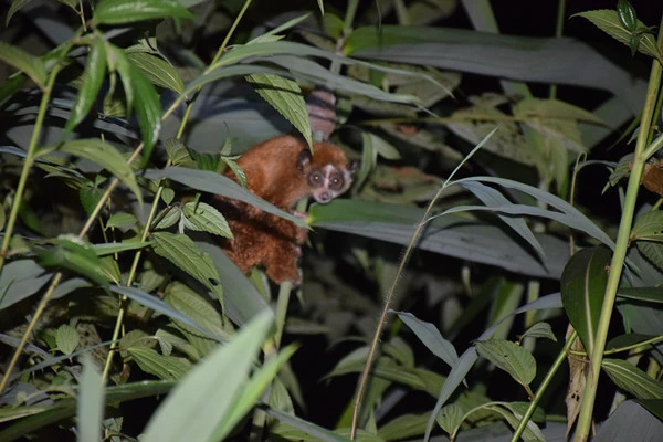 被救助的倭蜂猴