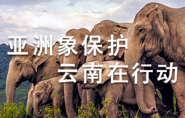 亚洲象保护云南在行动