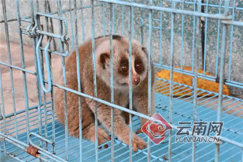 国家一级保护动物"蜂猴"误闯村民家 云南陇川民警及时救助妥善处理