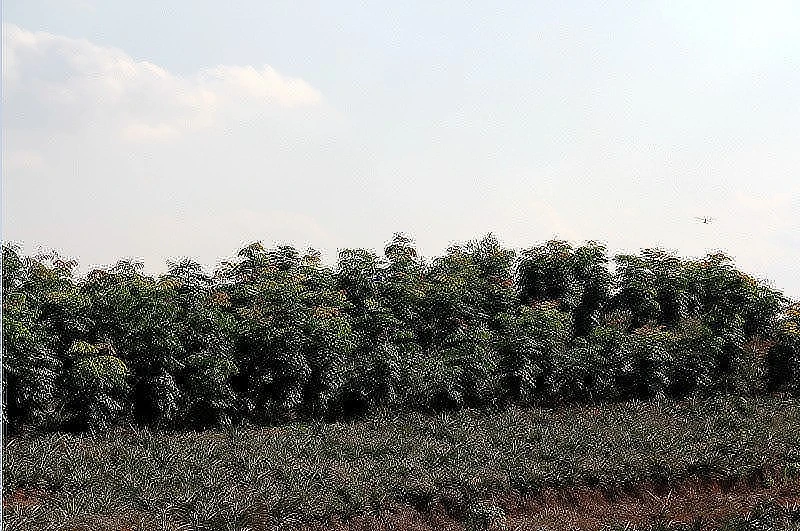 曼沙农场格木和菠萝套种