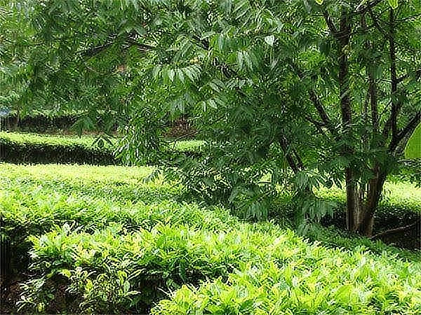 核桃+茶叶模式