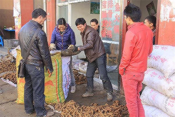 天麻产业欣欣向荣