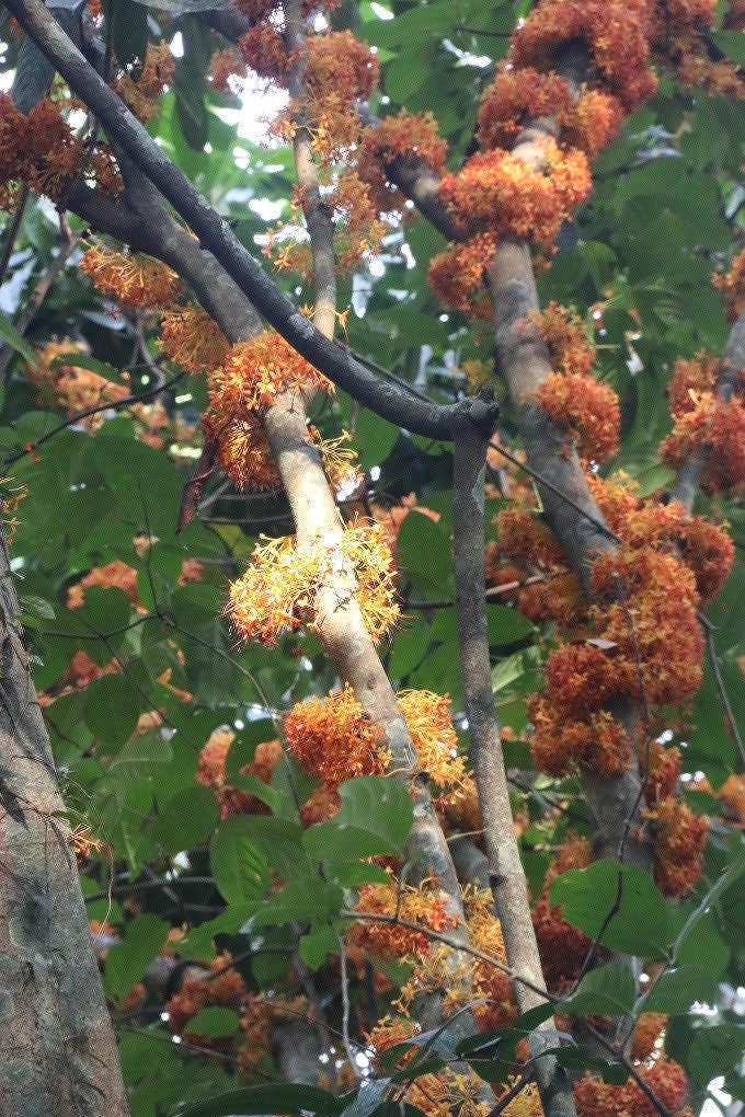 那邦片区分布的中国无忧花