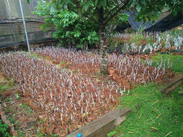 思茅松嫁接苗
