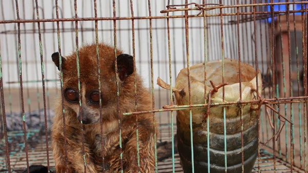 被救助的倭蜂猴