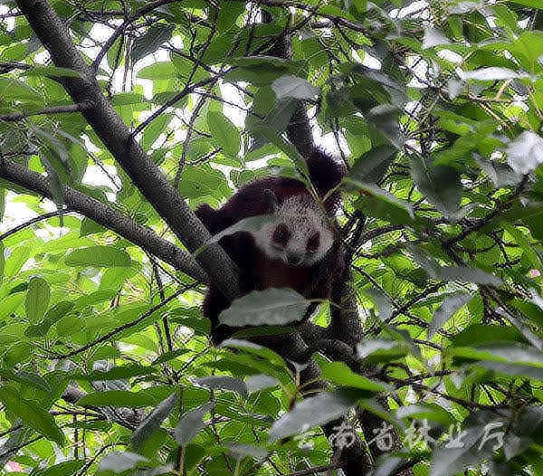 昭通疑似“大熊猫”经专家鉴定是红白鼯鼠