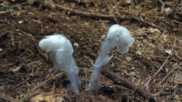 在林场发现的水晶兰
