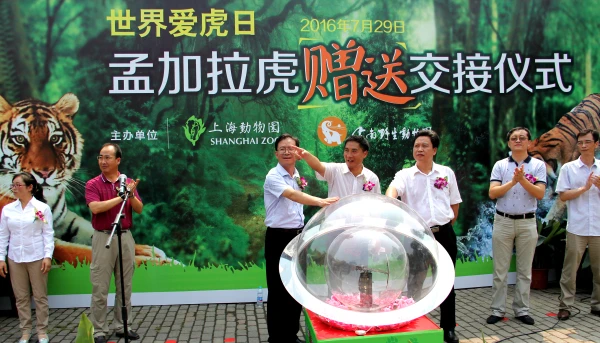 云南赠送上海的两只孟加拉虎在上海动物园举行交接仪式