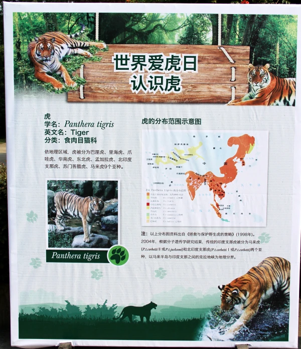 虎知识展板