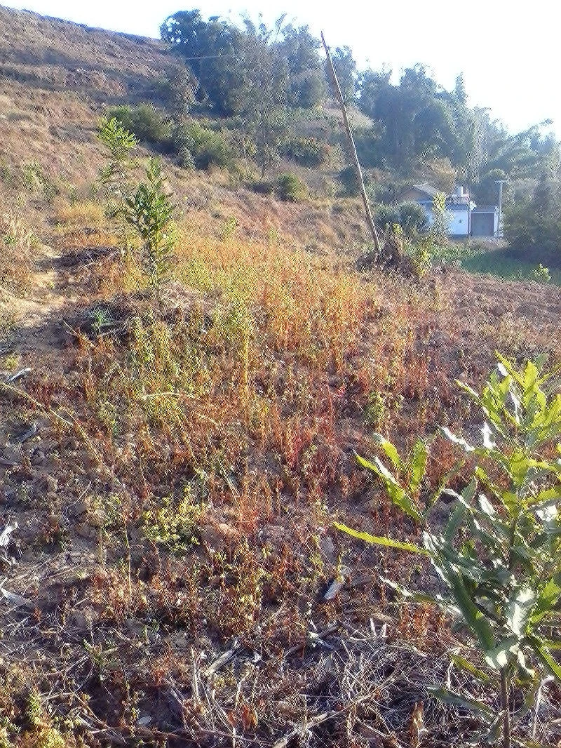 昌宁县勐统林场澳洲坚果示范基地管理初见成效