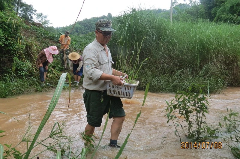 种植蓝果树回归途中