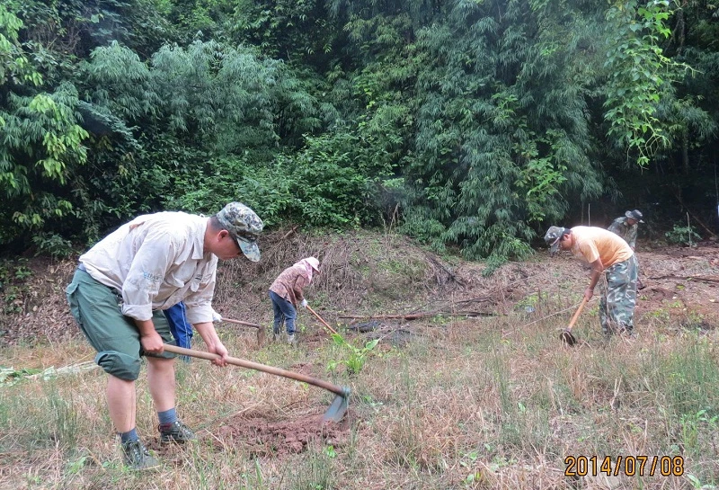 蓝果树种植回归现场