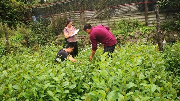 2020年最新苗木价格表图片
