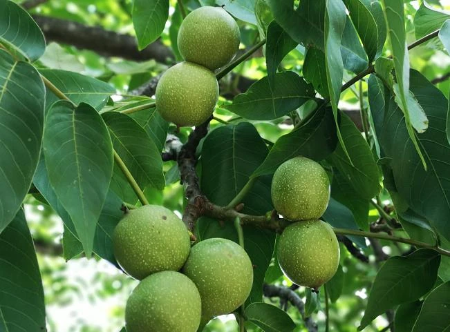 "景东核桃"品牌价值5.19亿元