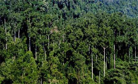 云南林草这75年丨打造林草生物多样性宝库